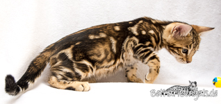 braun marbled Bengal